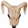 Ram Skull Decoration 1 Ram Skull Decoration -Halloween Store 01312255 a