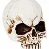 Jawless Skull -Halloween Store 01475961 a