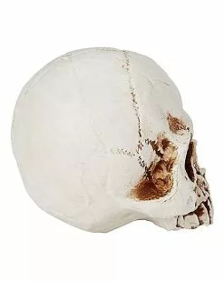 Jawless Skull 6 Jawless Skull -Halloween Store 01475961 b