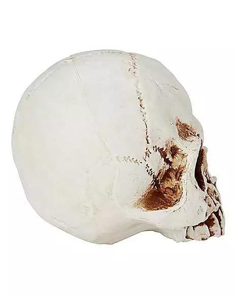 Jawless Skull 4 Jawless Skull - Image 2